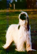 Thumbnail of Adria (BEL)