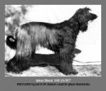 Thumbnail of Ajman Shuniz