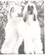 Thumbnail of Akaba's Royal Gold