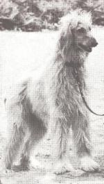 Thumbnail of Alif Of Kandahar