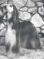 Thumbnail of Apache's Free Spirit Of Ahrana