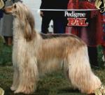 Thumbnail of Bagaya De Tchekana