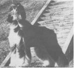 Thumbnail of Bakali Cymbeline Of Zuvenda