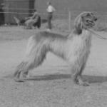 Thumbnail of Barukhzy's Khan