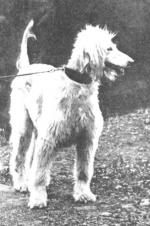 Thumbnail of Begum (UK)