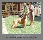 Thumbnail of Ben Ghazi's Alsi