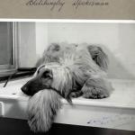 Thumbnail of Bletchingley Spokesman Of Jagai