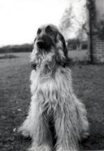 Thumbnail of Bletchingley Talookdar