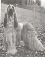 Thumbnail of Bondor Azim Khan