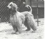 Thumbnail of B'Pim de Kaboul