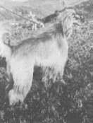 Thumbnail of Branwen Kadar