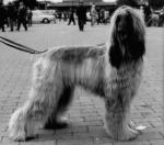 Thumbnail of Chandu Von Katwiga