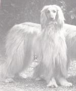 Thumbnail of Cleopatra Of Khorrassan