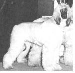 Thumbnail of Crown Crest Sancy