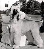 Thumbnail of Crown Crest Tae-Joan