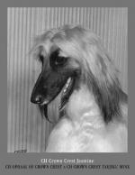 Thumbnail of Crown Crest Jasmine