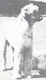 Thumbnail of Zog Of Carloway