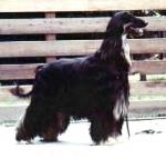 Thumbnail of Nativ Dancer Of Scheherezade