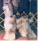 Thumbnail of Esfahan Echohawk Of Apache