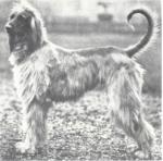 Thumbnail of Garrymhor Faiz Bu Hassid