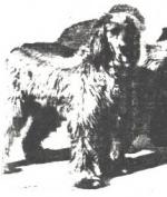 Thumbnail of Ghanistan Basra-Infanta