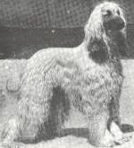 Thumbnail of Ghorian van de Oranje Manege