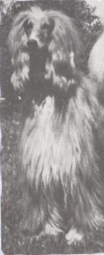 Thumbnail of Zaadulla Of Arthea