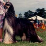 Thumbnail of Yucatan Gran Maniere Stevmar