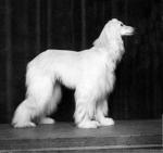 Thumbnail of Xenos van de Oranje Manege