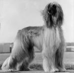 Thumbnail of Haboob Von Katwiga