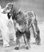 Thumbnail of Westmill Zira