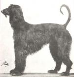 Thumbnail of Turkuman Bamboo (late Black Samson)