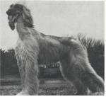 Thumbnail of Turalanah Tajah