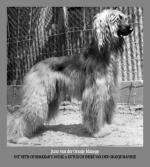 Thumbnail of Juno van de Oranje Manege