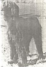 Thumbnail of Kala Of Chaman