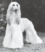 Thumbnail of Kassans Night Owl