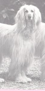 Thumbnail of Portrait Of Khorrassan