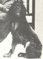 Thumbnail of Asri-Havid Of Ghazni