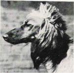 Thumbnail of Taj Avia Of Chaman