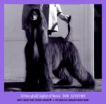 Thumbnail of Ben Ghazi's Zephyr Of Mecca