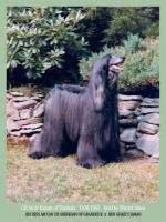 Thumbnail of Amir Kazan of Timbala