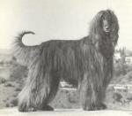 Thumbnail of Holly Hill Black Magic