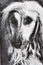Thumbnail of Ravelly Badrea (late Chessington Dolores)