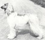 Thumbnail of Montezuma Of Khorrassan