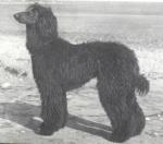 Thumbnail of Netheroyd Turkuman Camelthorn