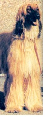 Thumbnail of Indira Of Carloway