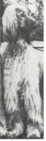 Thumbnail of Taj Aleh Of Chaman