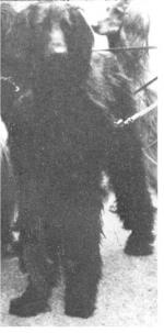 Thumbnail of Tarik Of Chaman