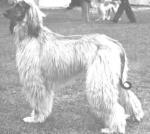 Thumbnail of Whitcliffe Taj Aayun of Chaman