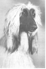 Thumbnail of Khieba Of Tajmir